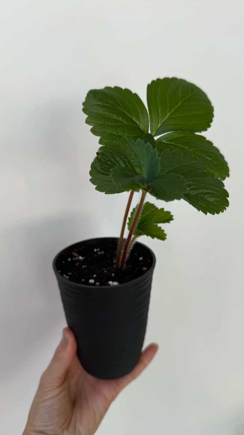 1x self propagating strawberry plant $2