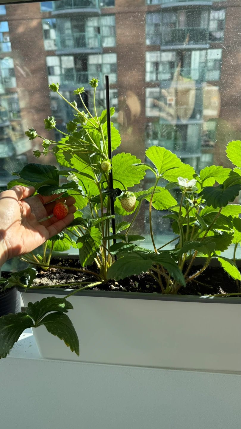 1x self propagating strawberry plant $2 - photo 2