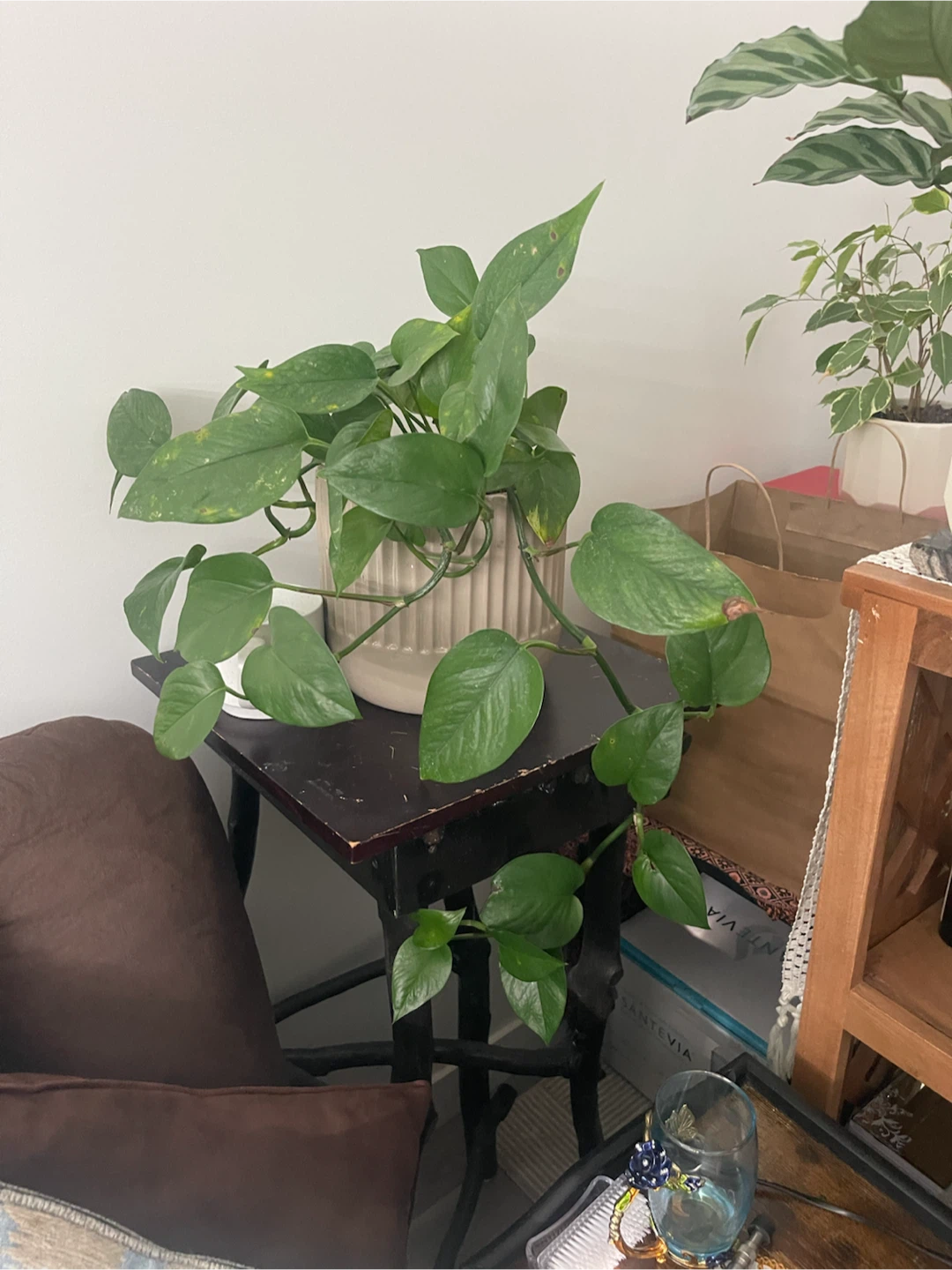Assorted Indoor Plants and Decorative Pots