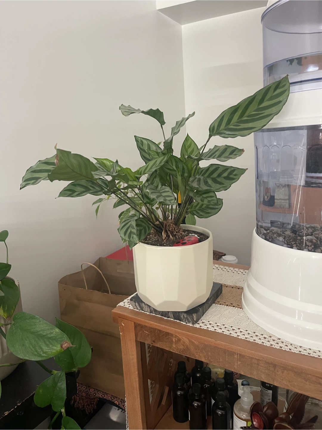 Assorted Indoor Plants and Decorative Pots - photo 2