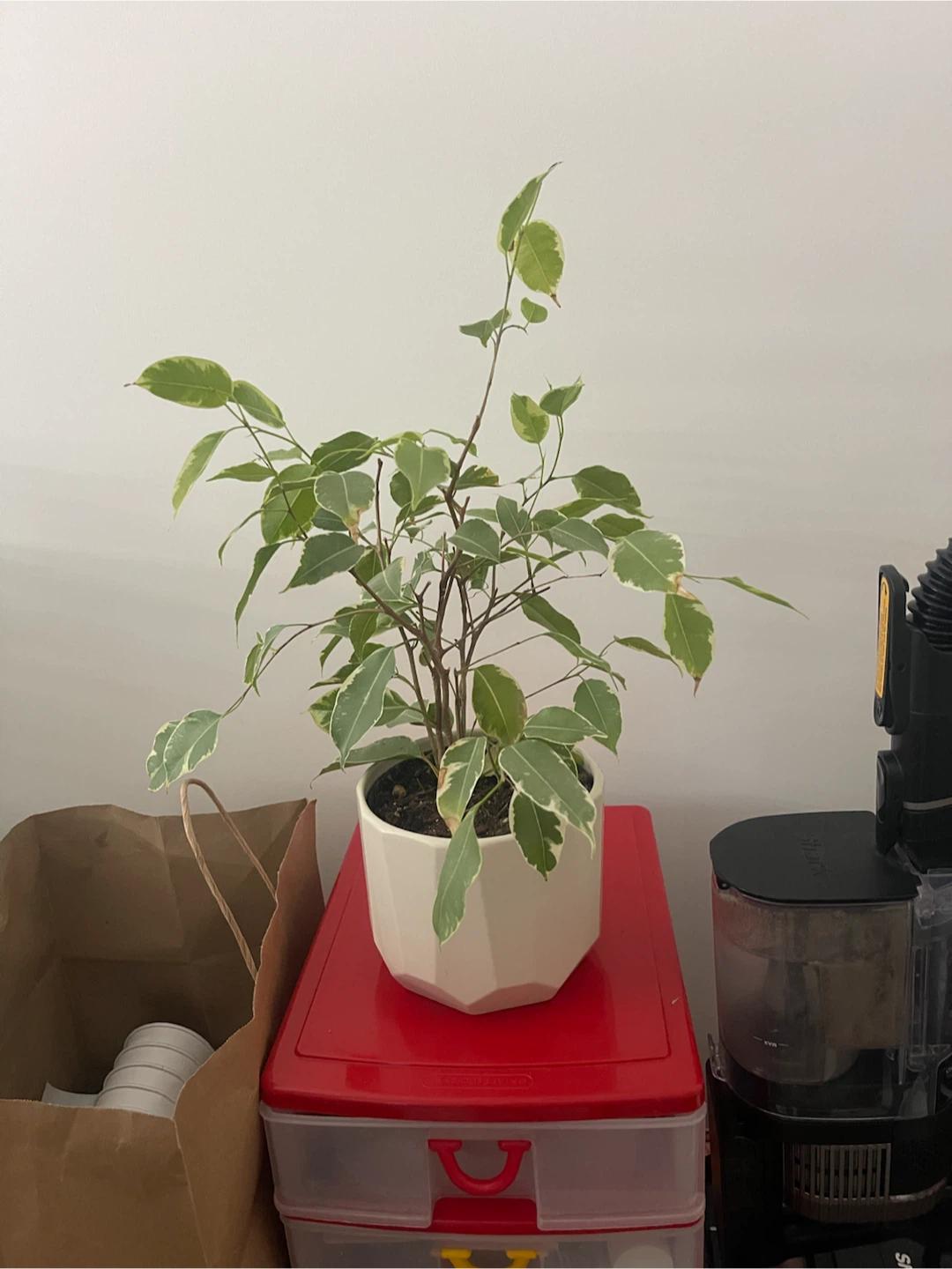 Assorted Indoor Plants and Decorative Pots - photo 3