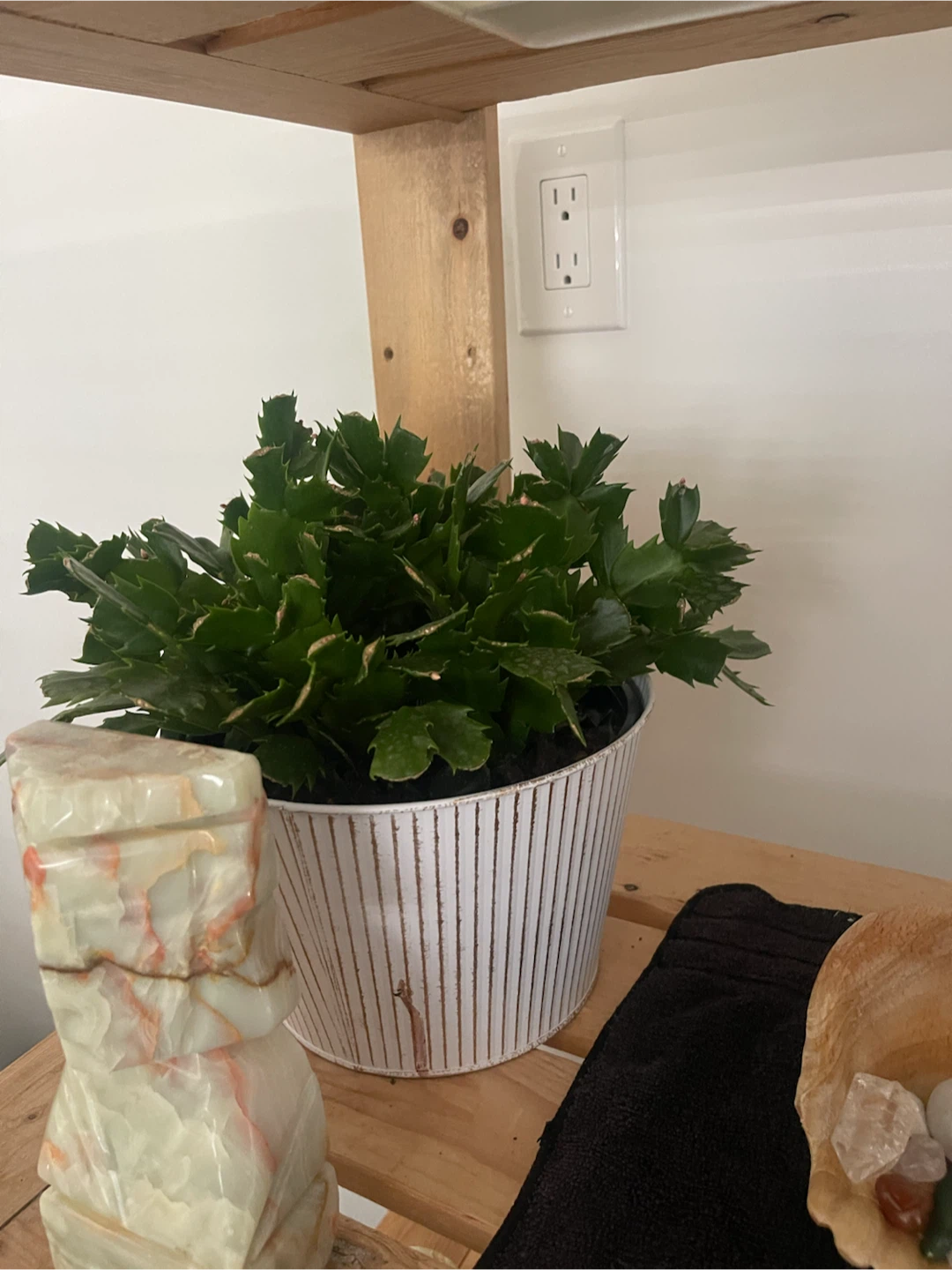 Assorted Indoor Plants and Decorative Pots - photo 4