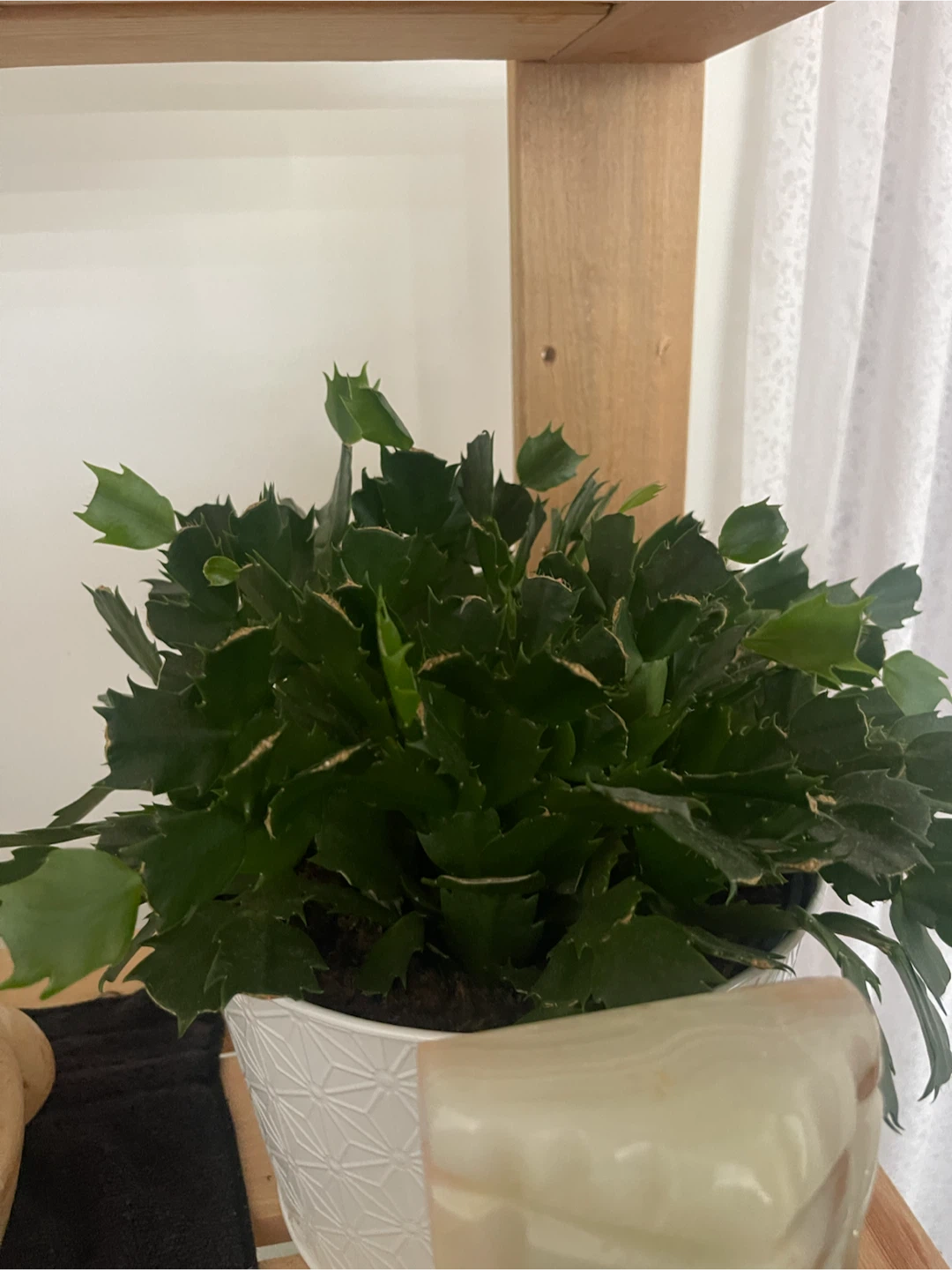 Assorted Indoor Plants and Decorative Pots - photo 5