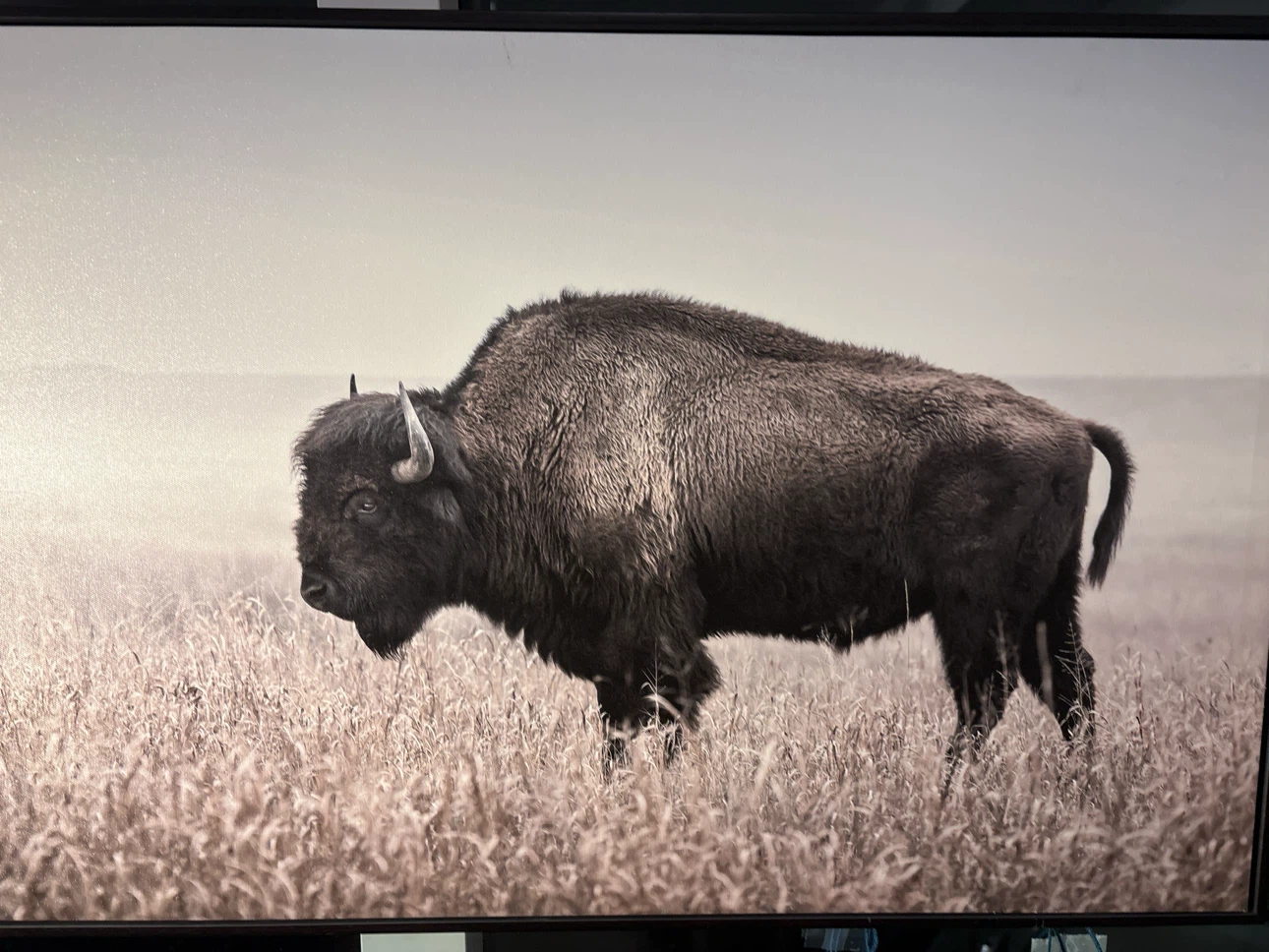 Bison Landscape Canvas Wall Art - photo 2