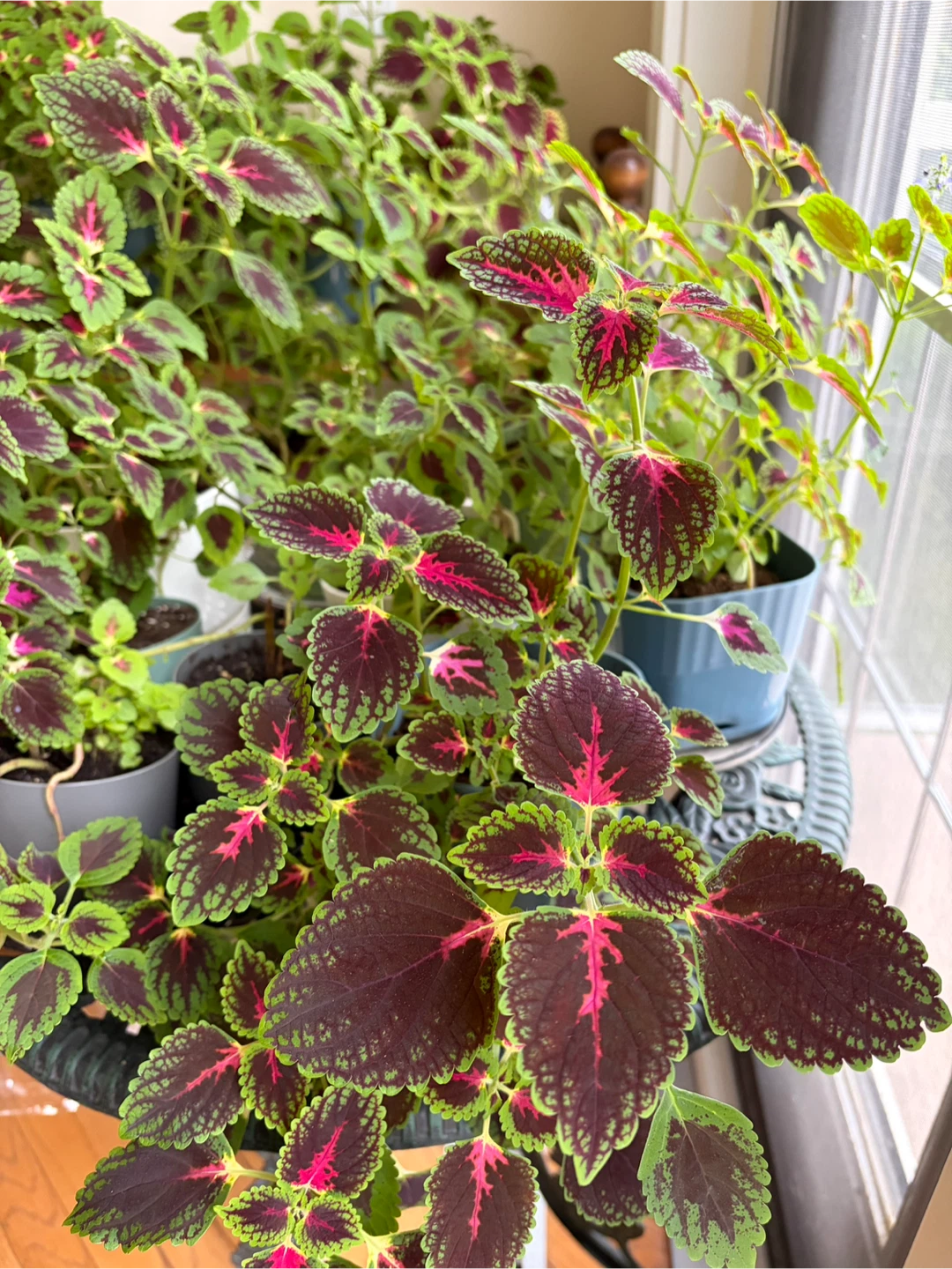 Joseph’s Coat Plants