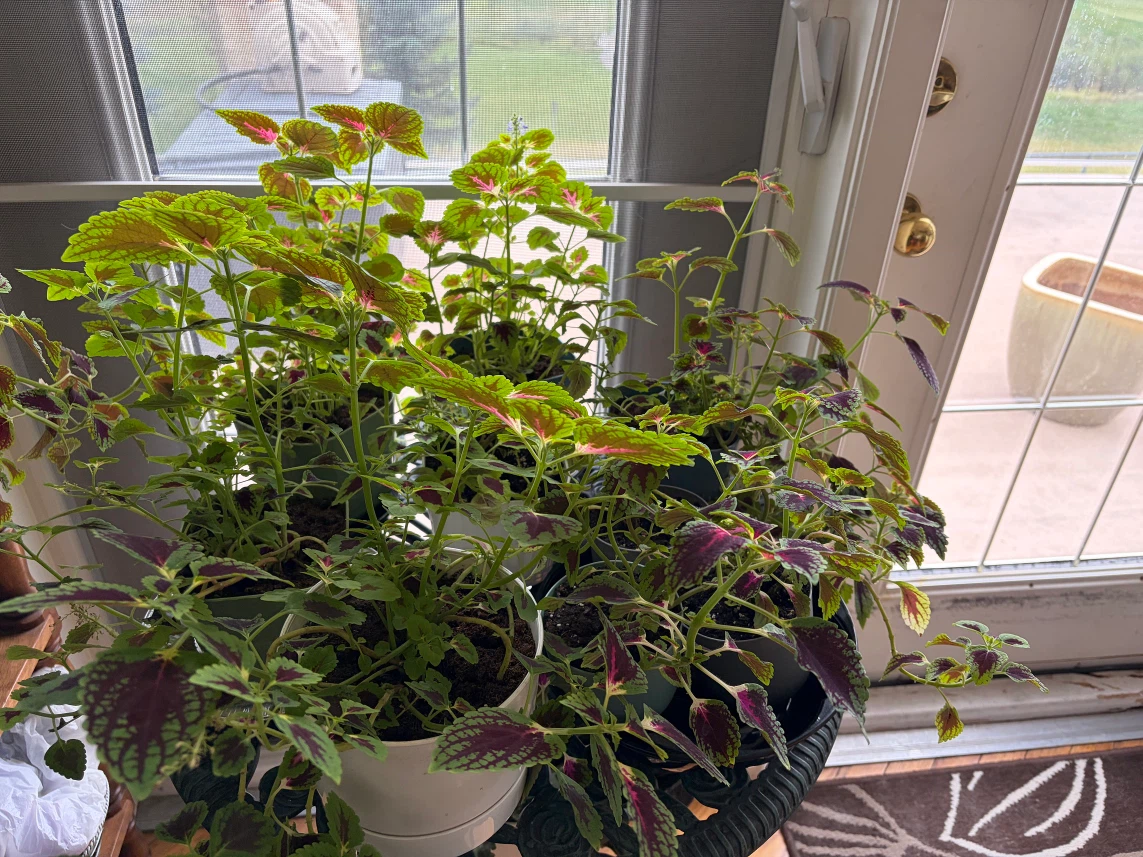Joseph’s Coat Plants - photo 2