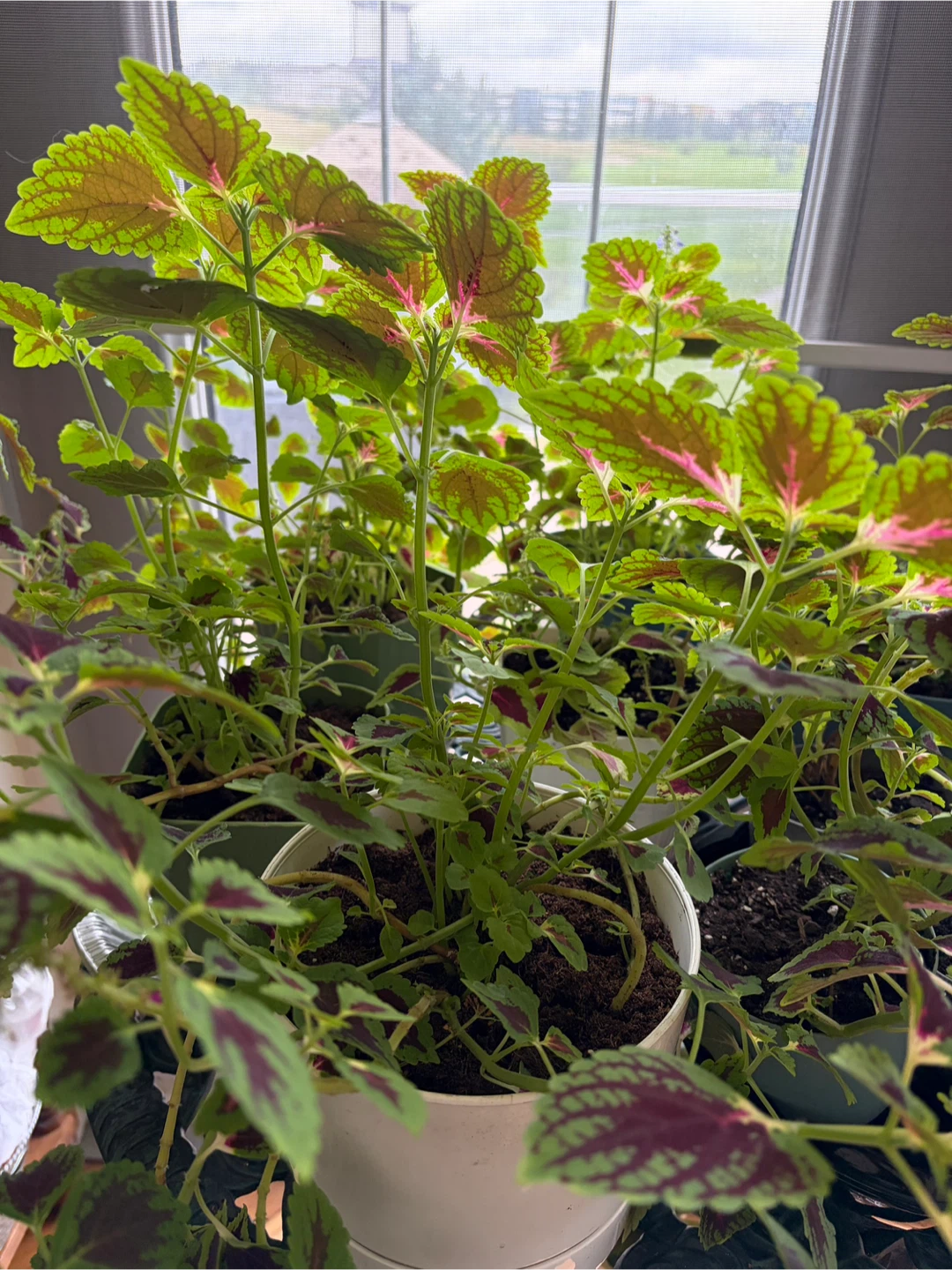 Joseph’s Coat Plants - photo 3
