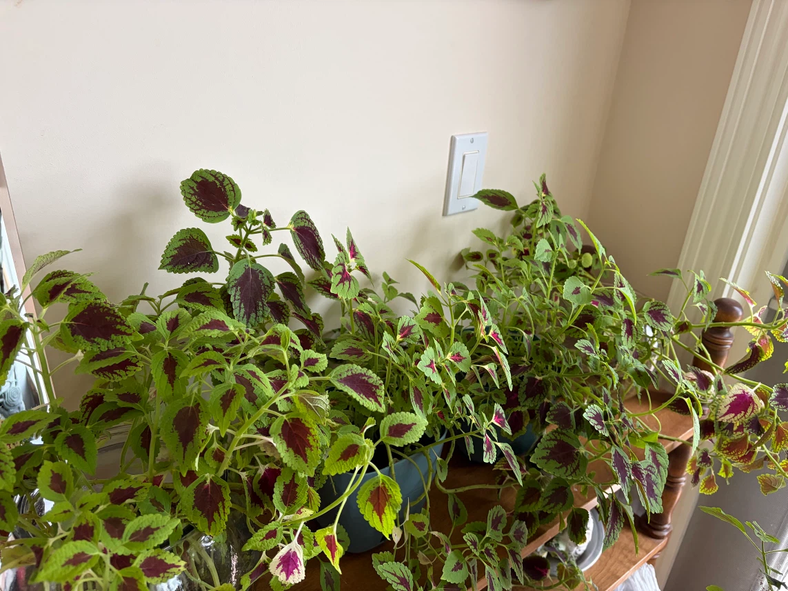 Joseph’s Coat Plants - photo 4