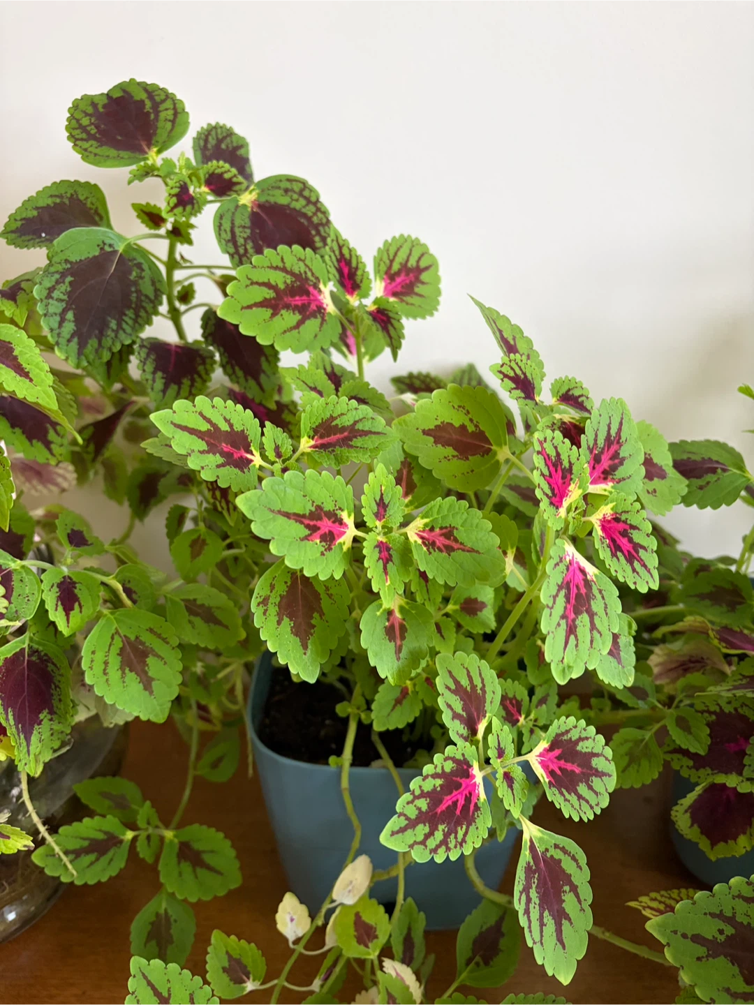 Joseph’s Coat Plants - photo 5