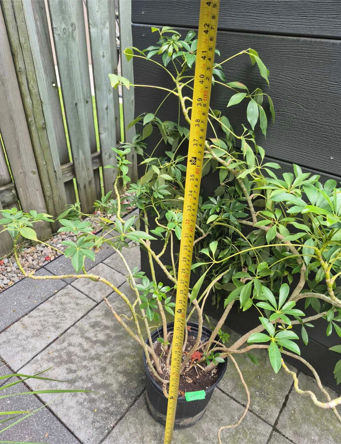 Schefflera houseplant