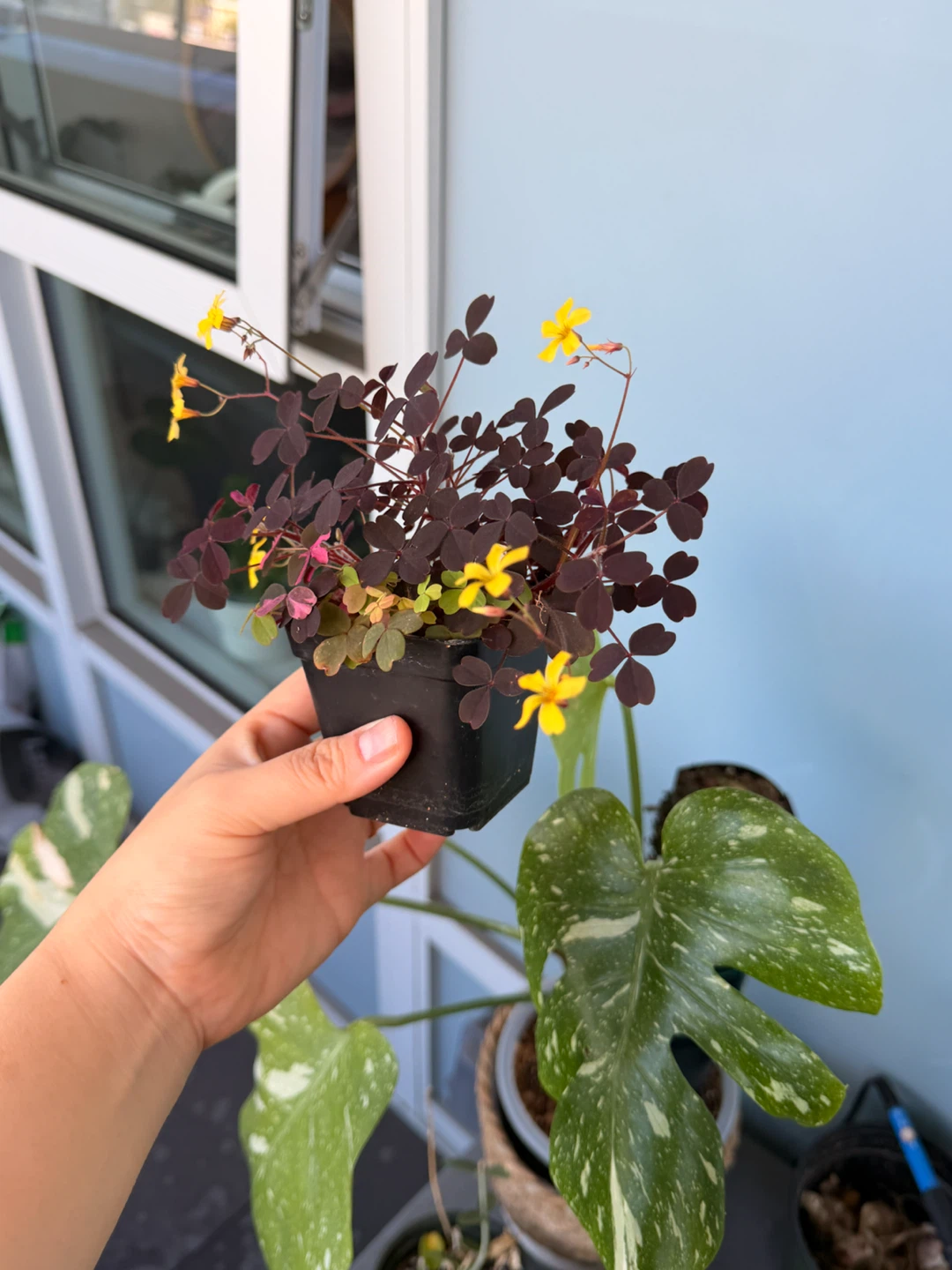 Oxalis Triangularis Purple Shamrock Plant - photo 2