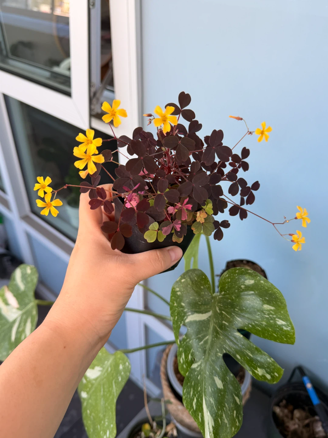 Oxalis Triangularis Purple Shamrock Plant