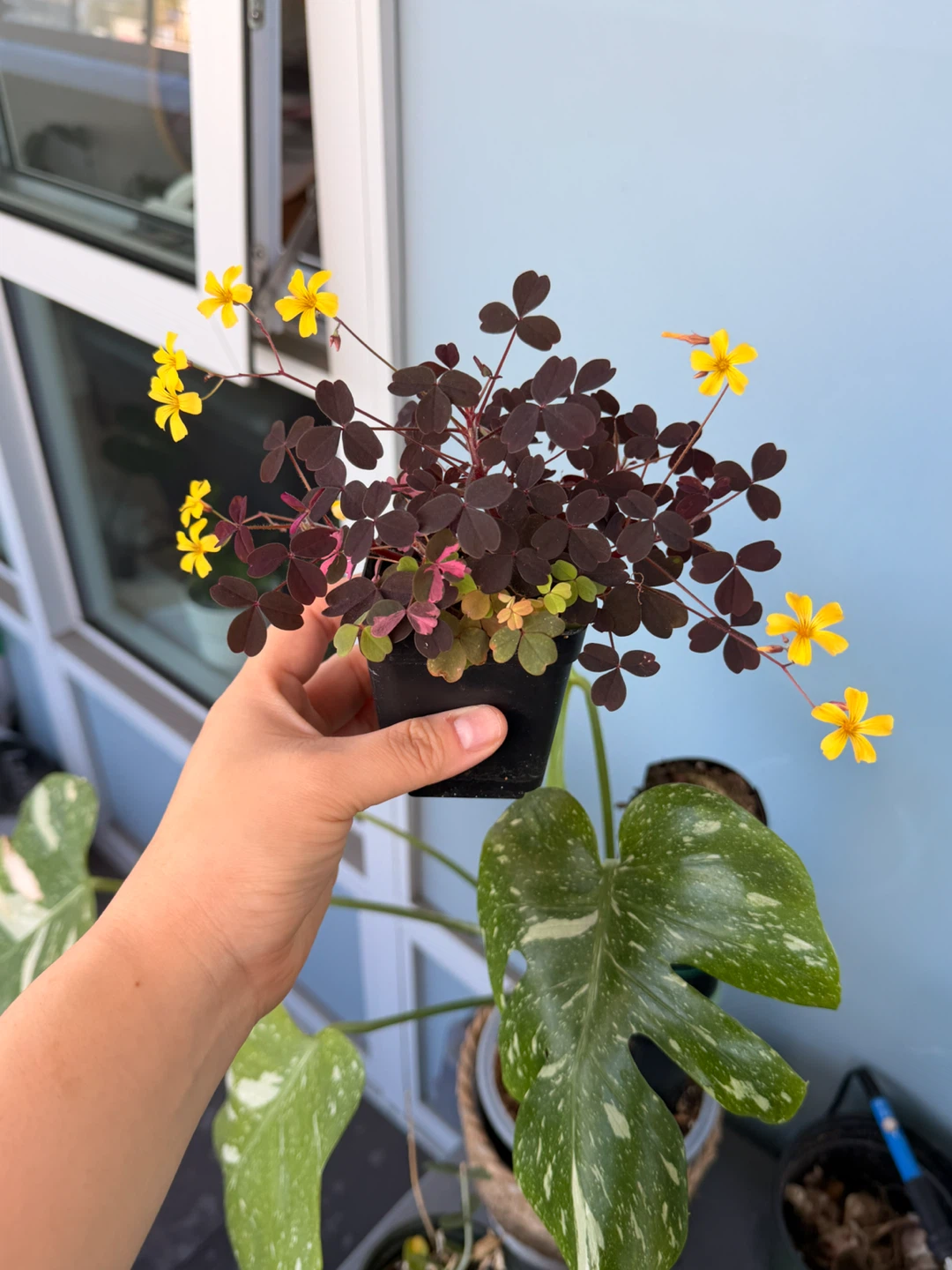Oxalis Triangularis Purple Shamrock Plant - photo 3