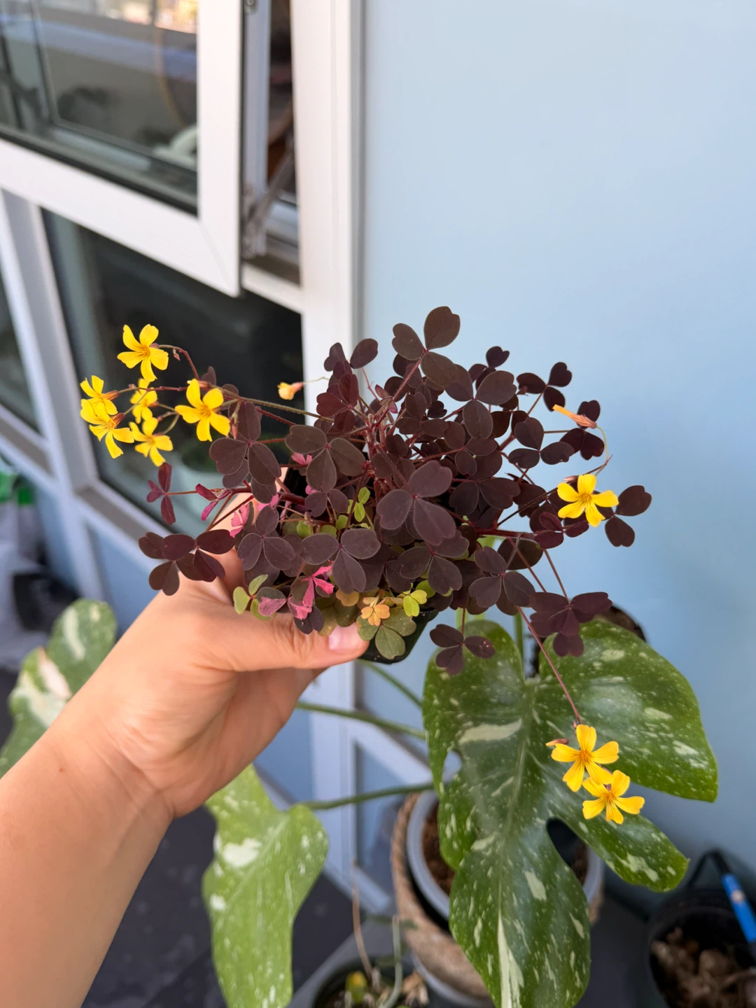 Oxalis Triangularis Purple Shamrock Plant - photo 4