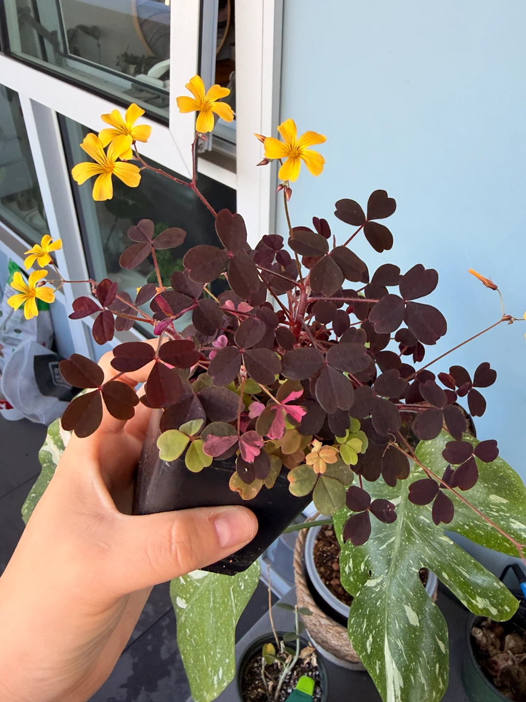 Oxalis Triangularis Purple Shamrock Plant - photo 5