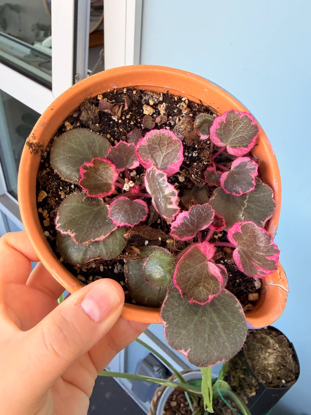 Variegated Strawberry Begonia in terracotta pot