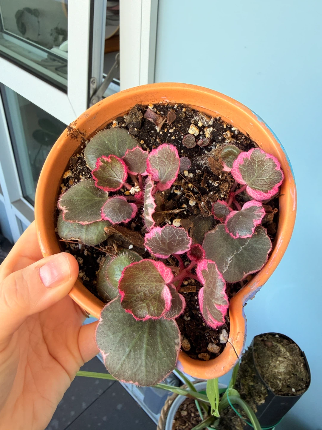 Variegated Strawberry Begonia in terracotta pot - photo 2