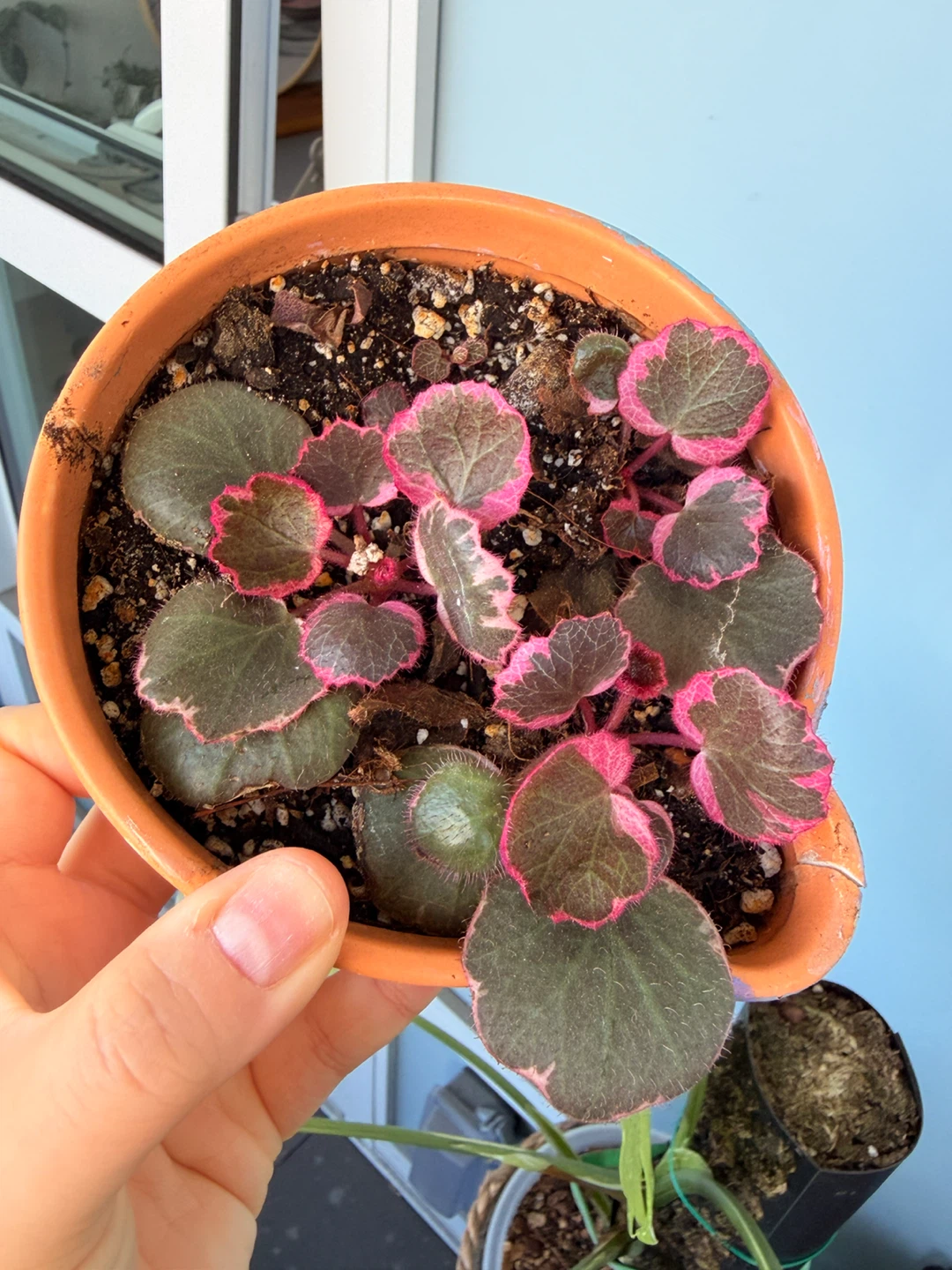 Variegated Strawberry Begonia in terracotta pot - photo 3