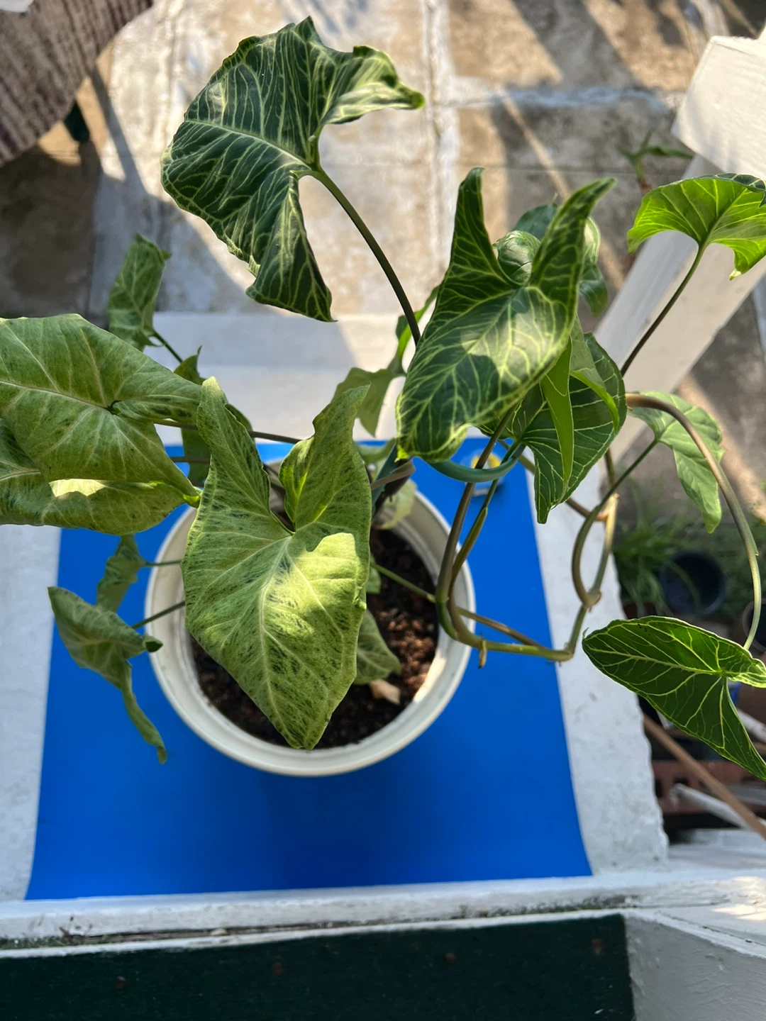 Syngonium Arrowhead Plant in 12” white pot - photo 2