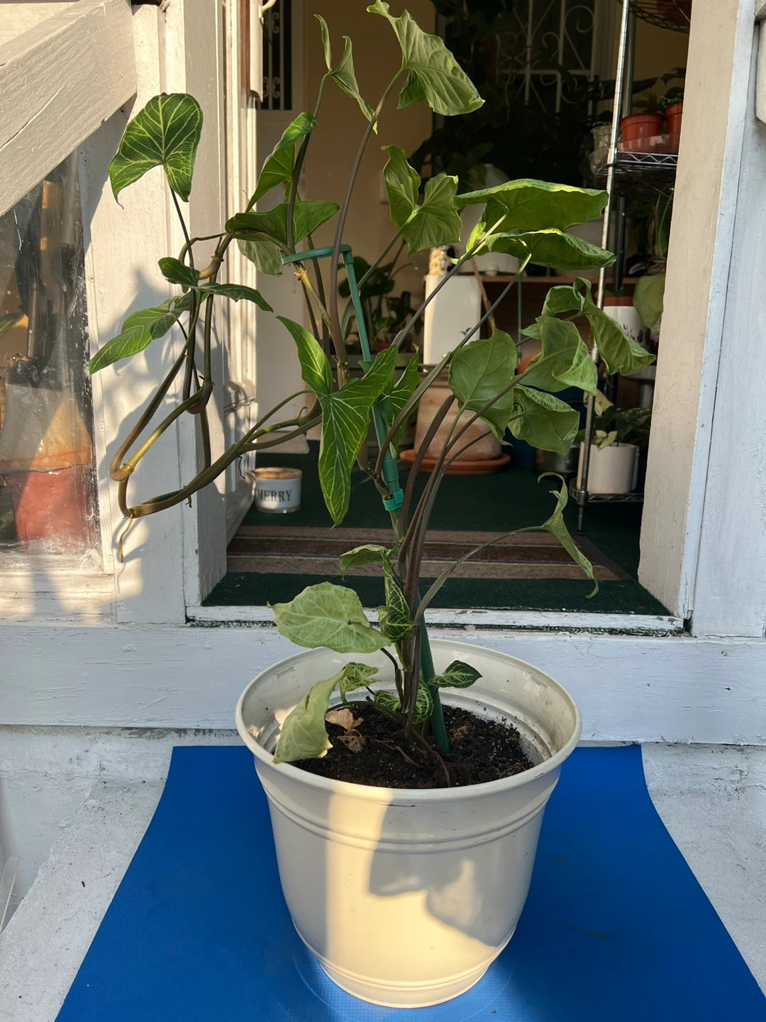 Syngonium Arrowhead Plant in 12” white pot