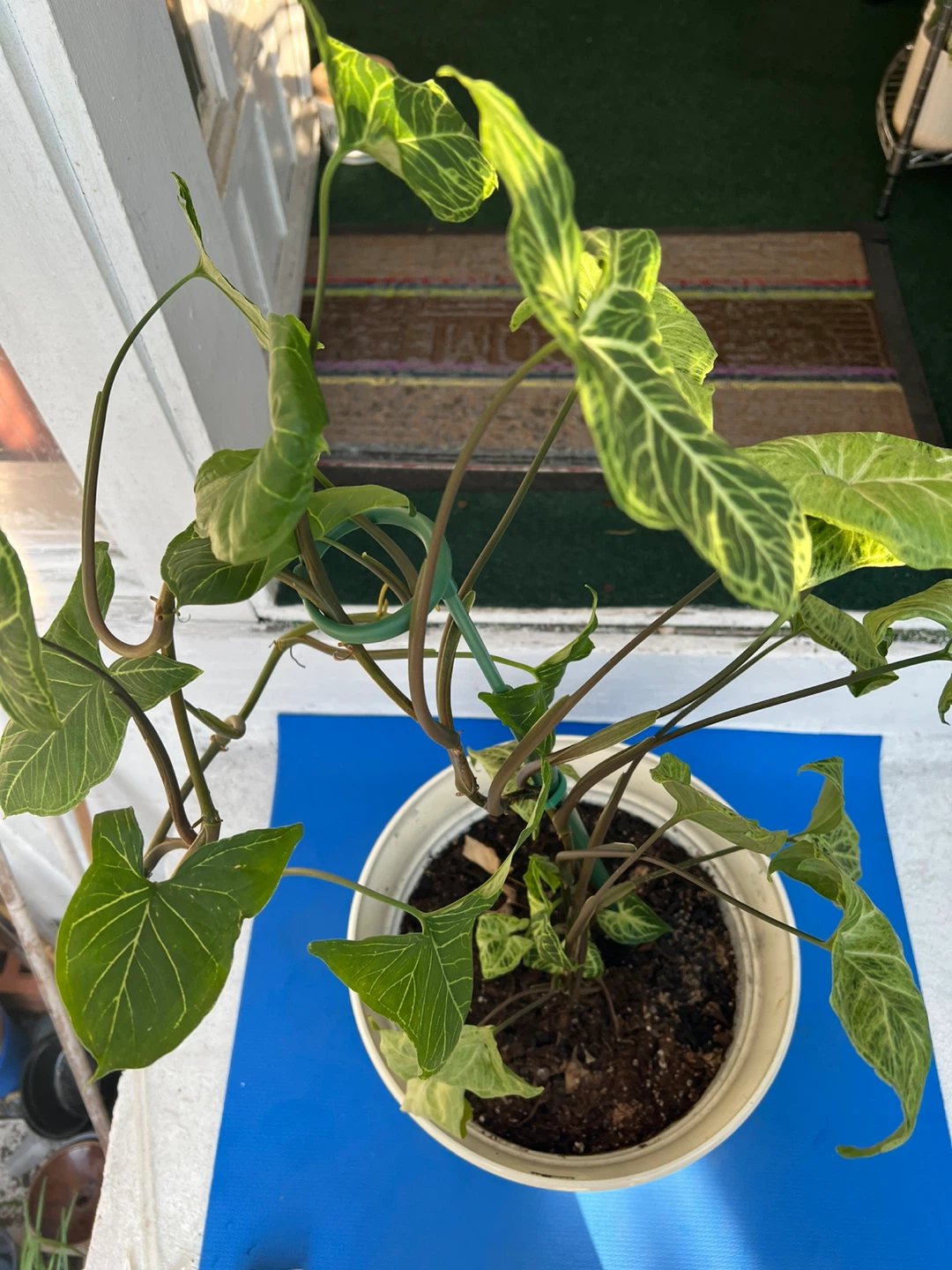 Syngonium Arrowhead Plant in 12” white pot - photo 3