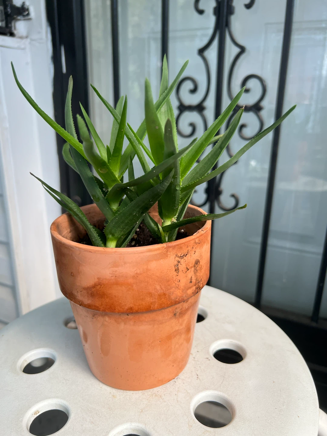 Charming climbing Aloe Plant in Terracotta Pot