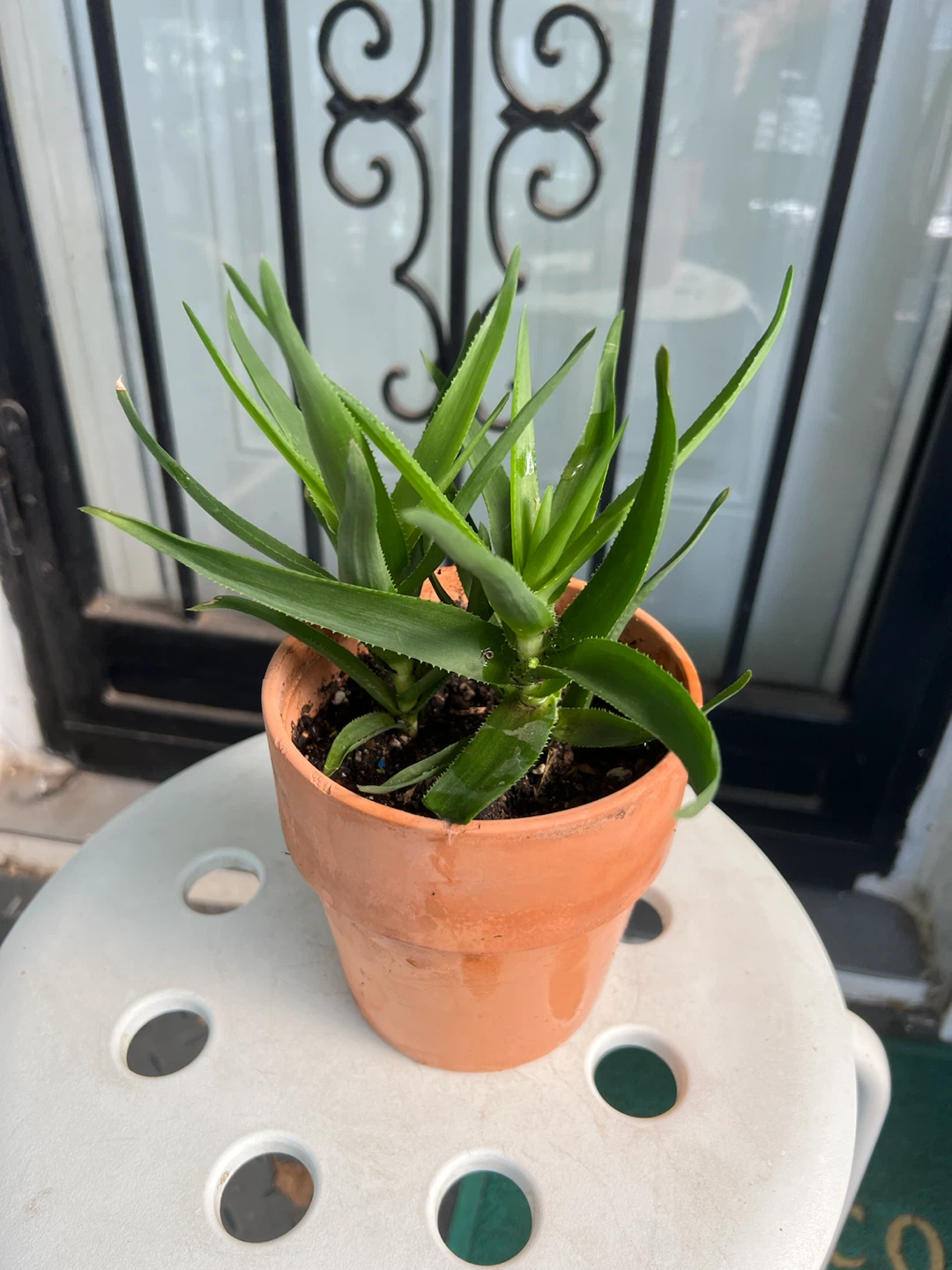 Charming climbing Aloe Plant in Terracotta Pot - photo 2