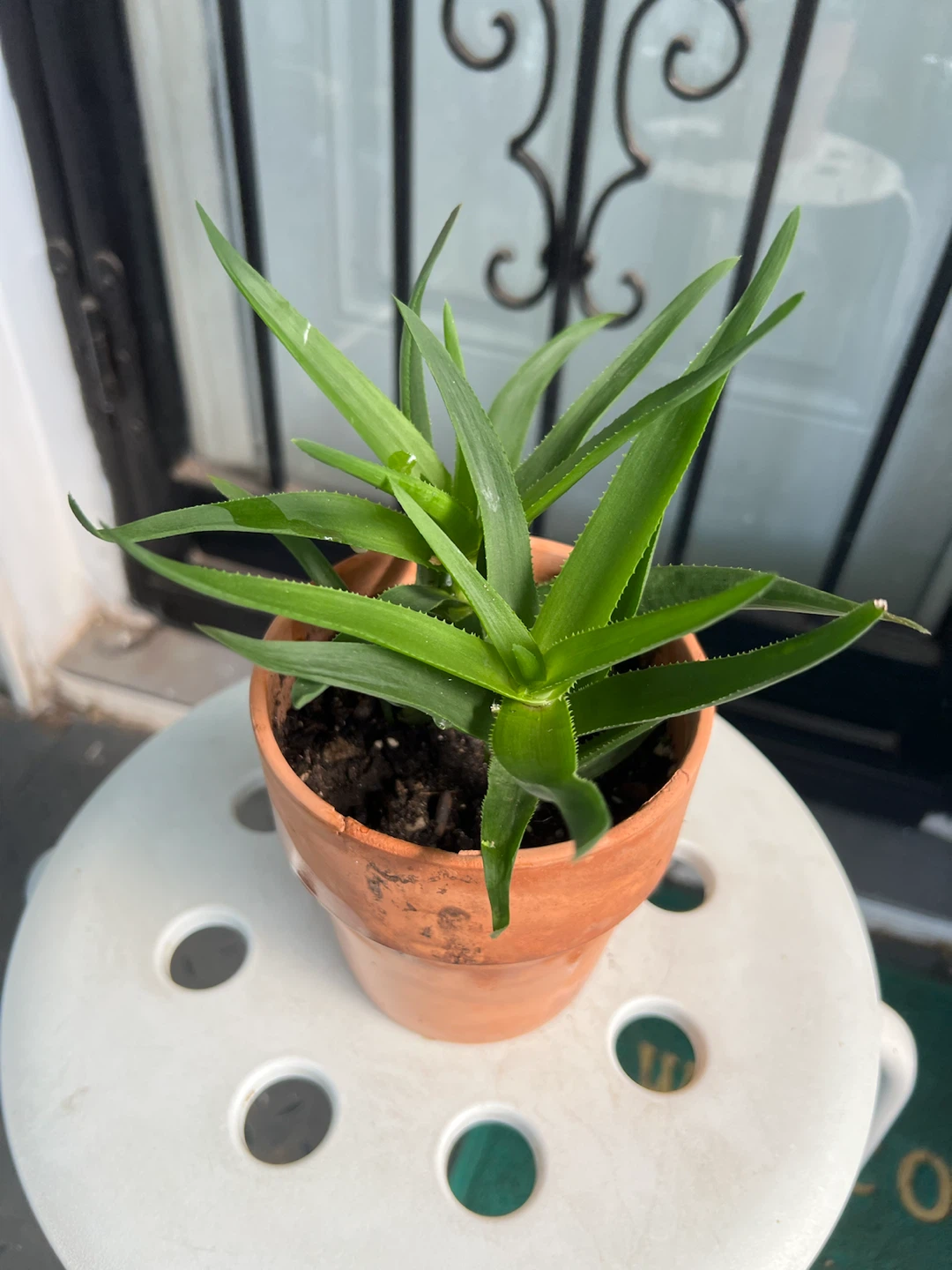 Charming climbing Aloe Plant in Terracotta Pot - photo 3