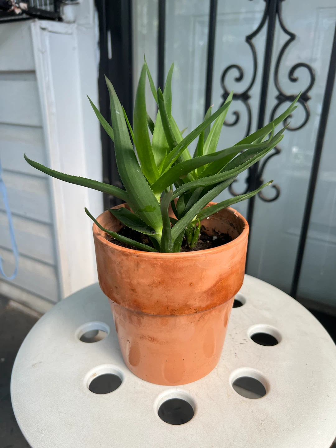 Charming climbing Aloe Plant in Terracotta Pot - photo 4
