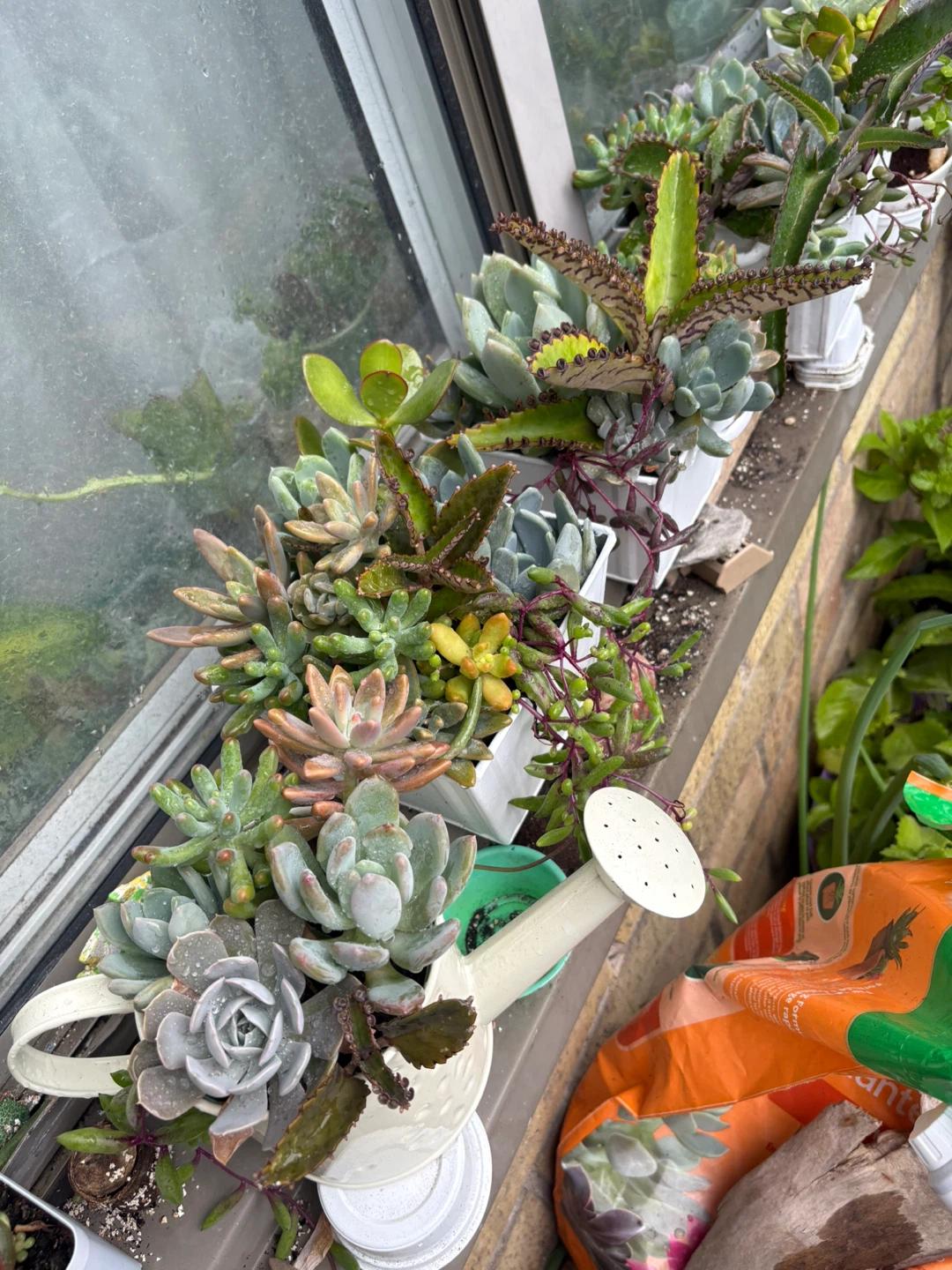 Assorted Succulent Arrangements
