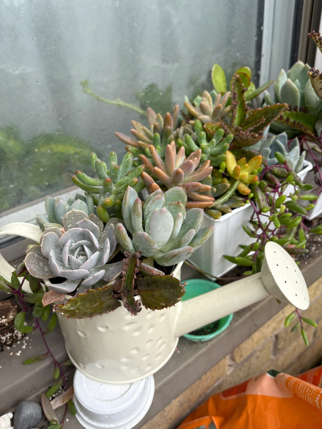 Assorted Succulent Arrangements - photo 2