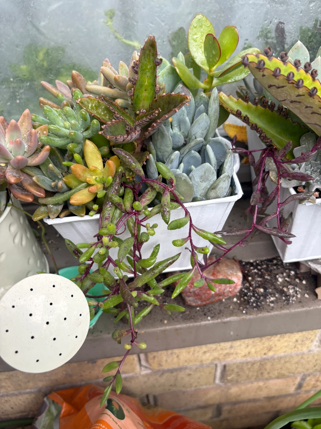 Assorted Succulent Arrangements - photo 3
