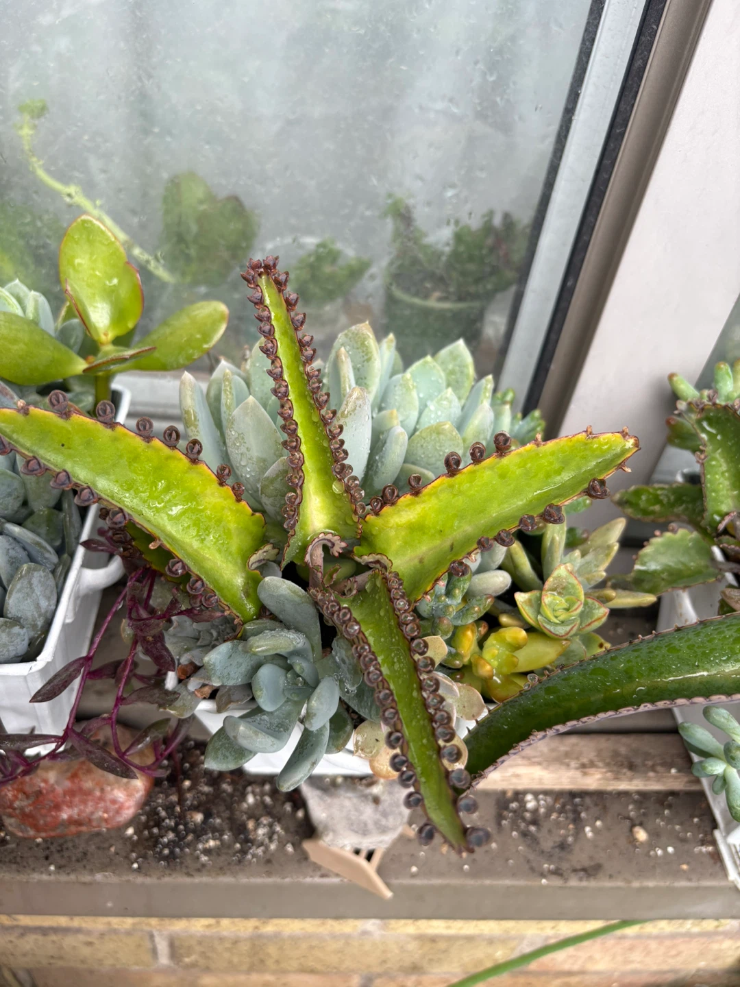 Assorted Succulent Arrangements - photo 4