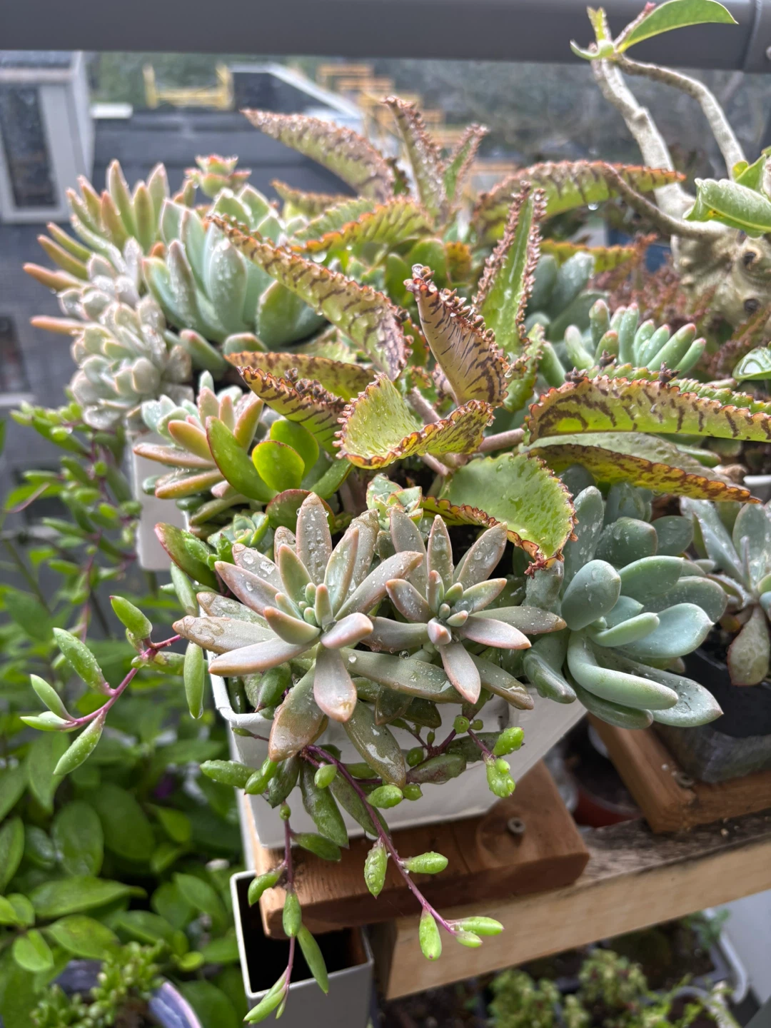 Assorted Succulent Arrangements - photo 5