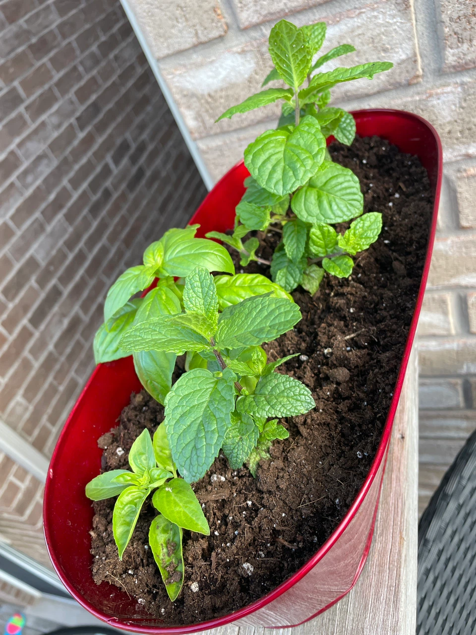 Red metal planter with herbs
