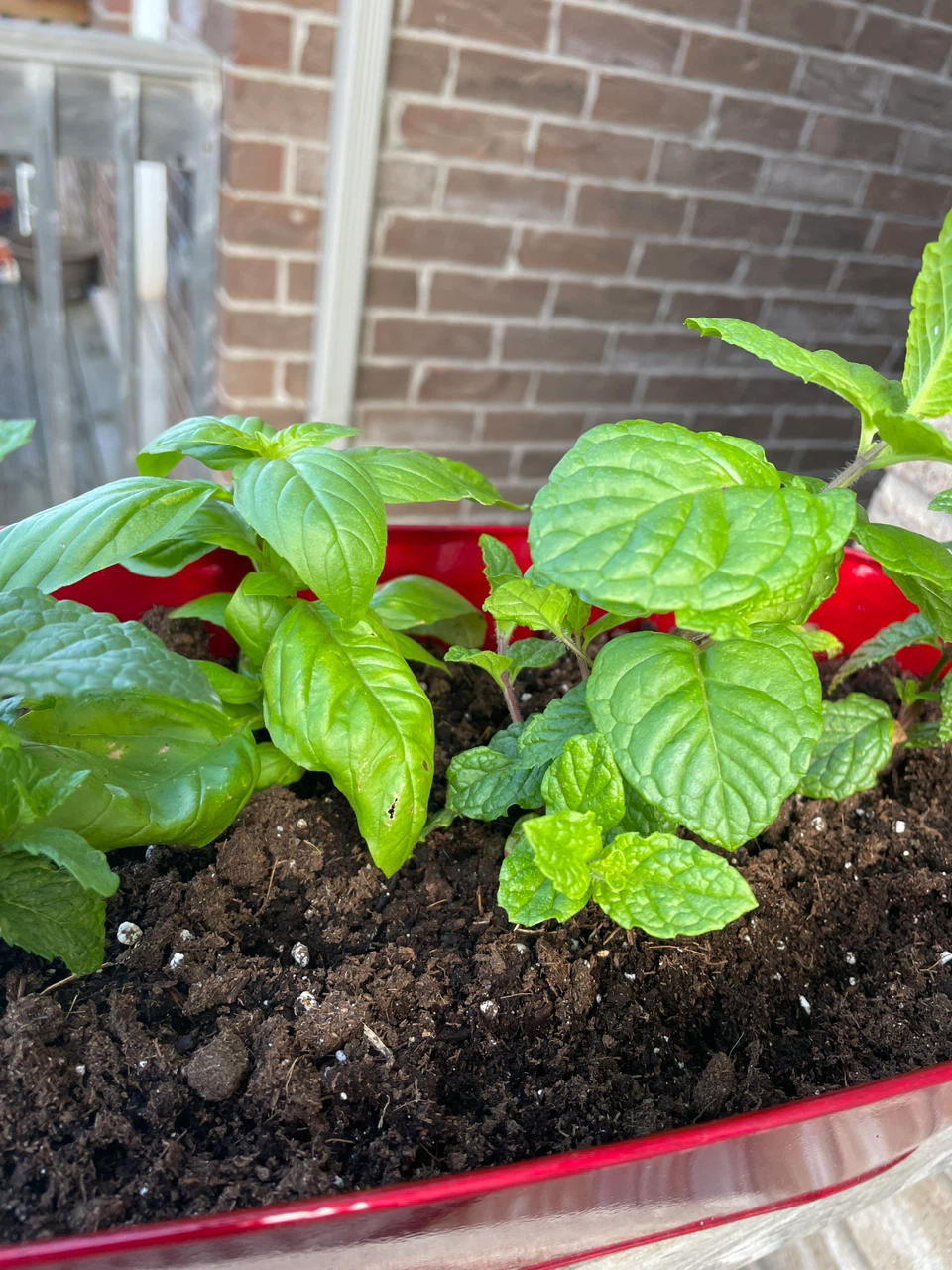 Red metal planter with herbs - photo 2