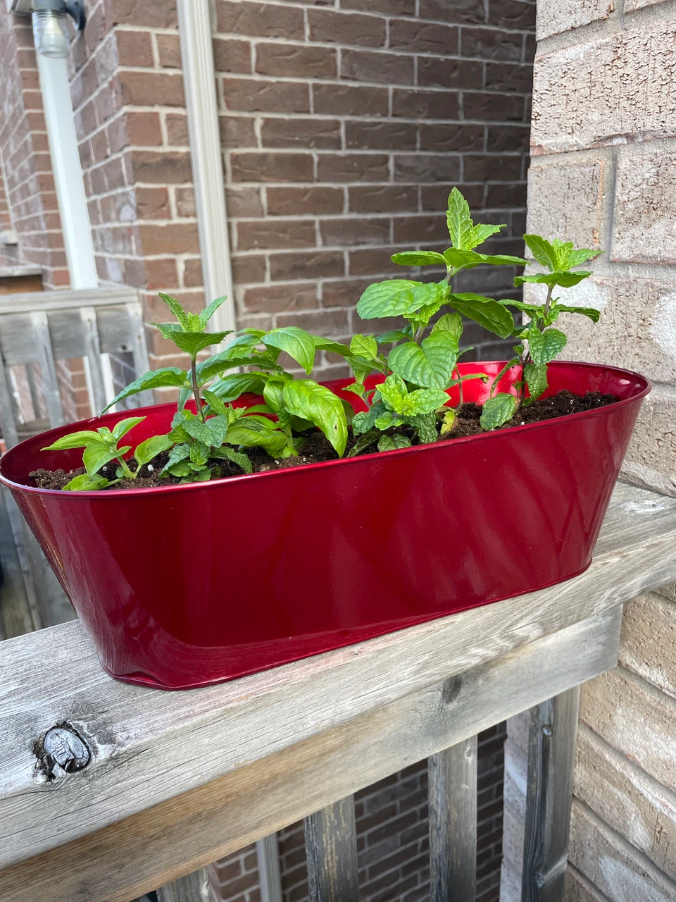 Red metal planter with herbs - photo 3