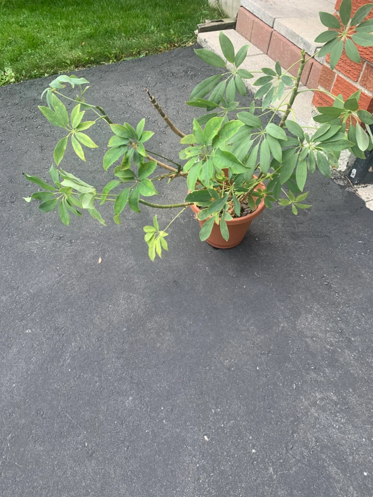 Schefflera Umbrella Plant in Terra Cotta Pot