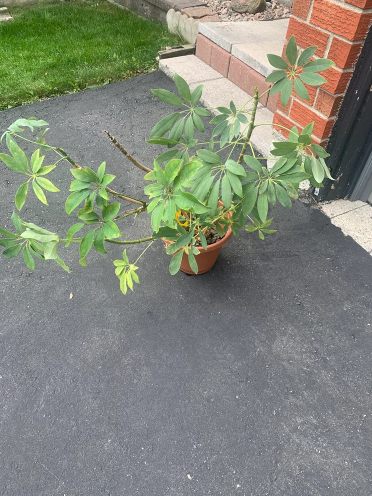 Schefflera Umbrella Plant in Terra Cotta Pot - photo 2