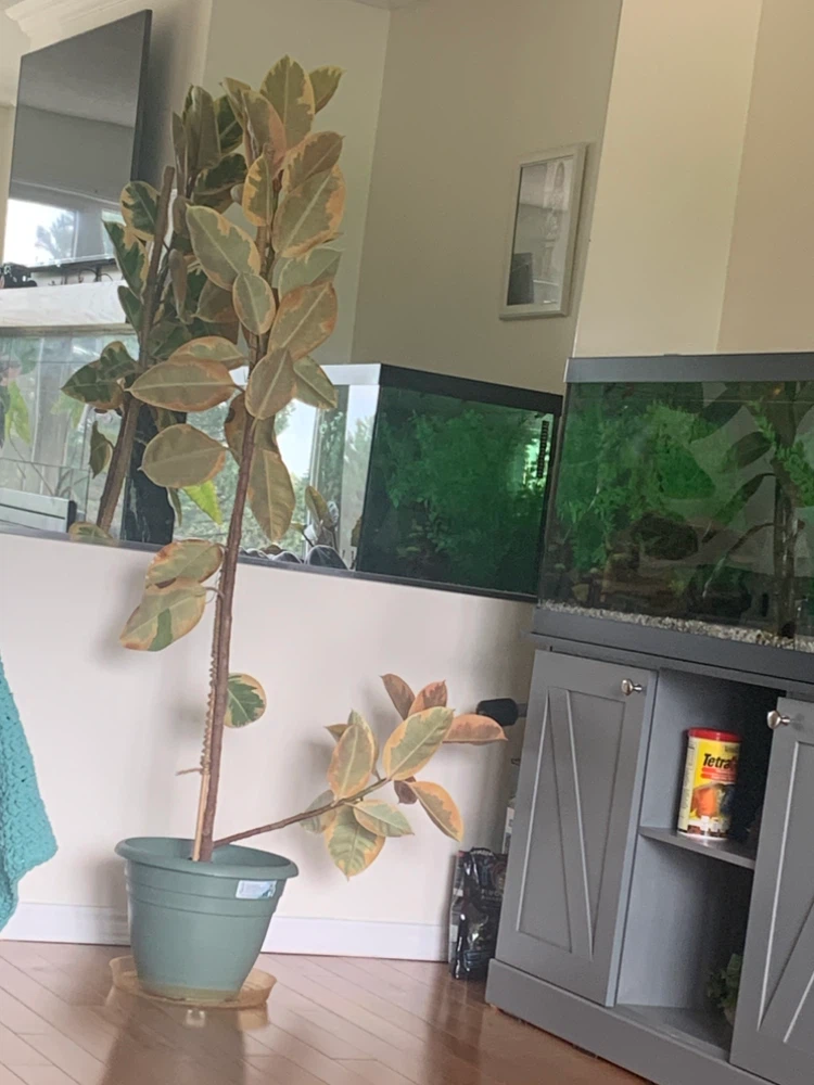 Variegated Rubber Tree Plant