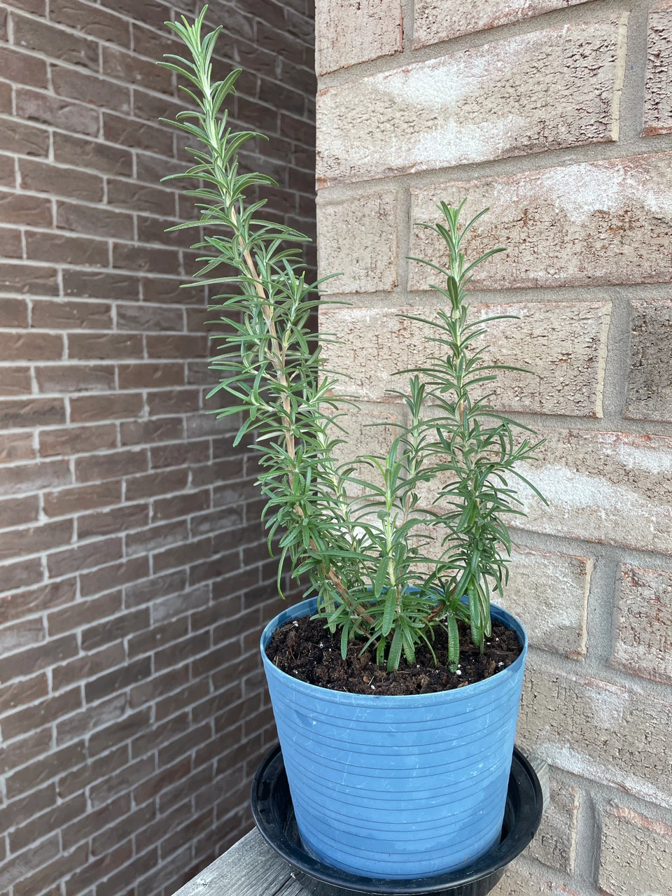Potted Rosemary Herb Plant