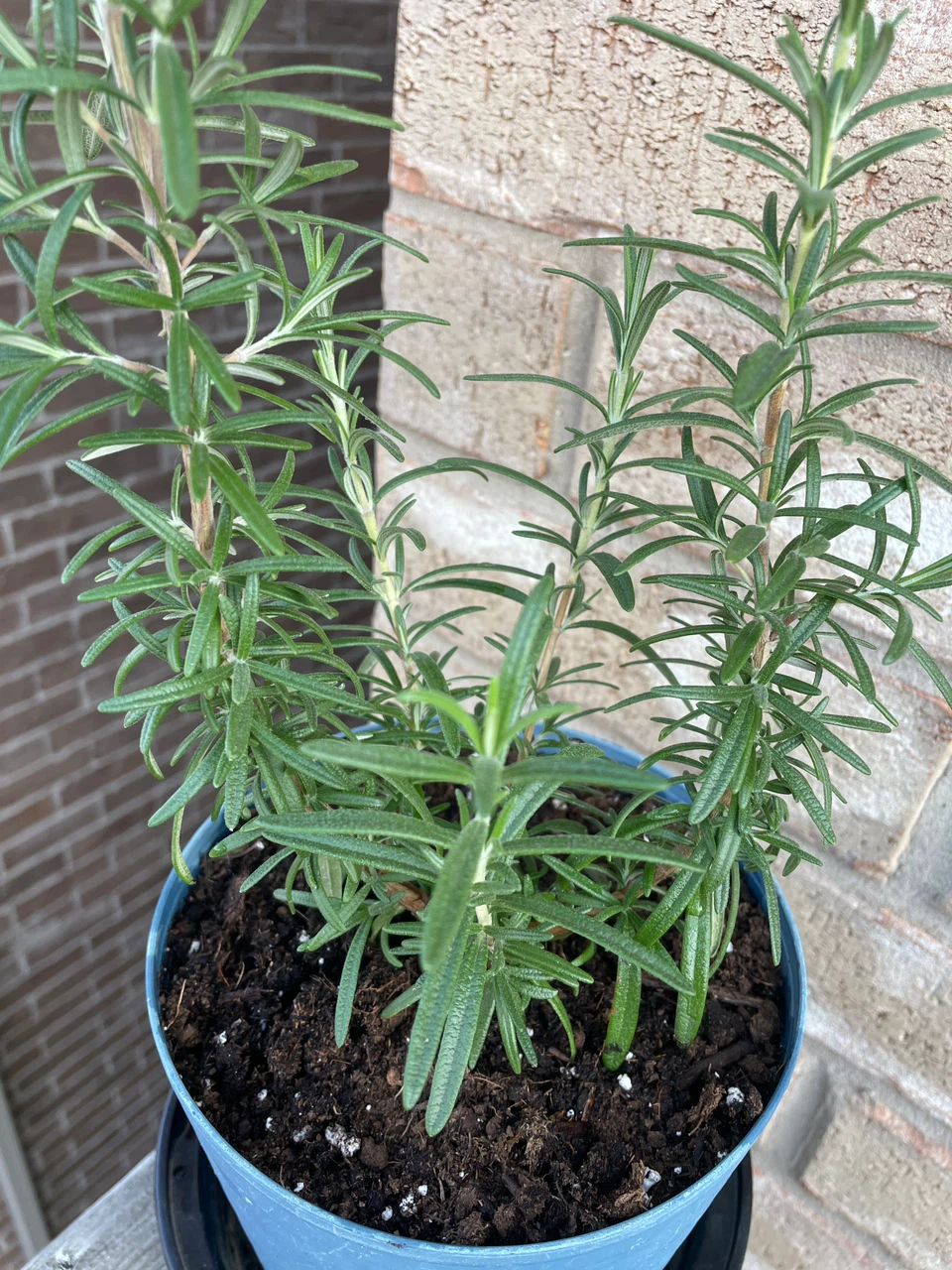 Potted Rosemary Herb Plant - photo 2