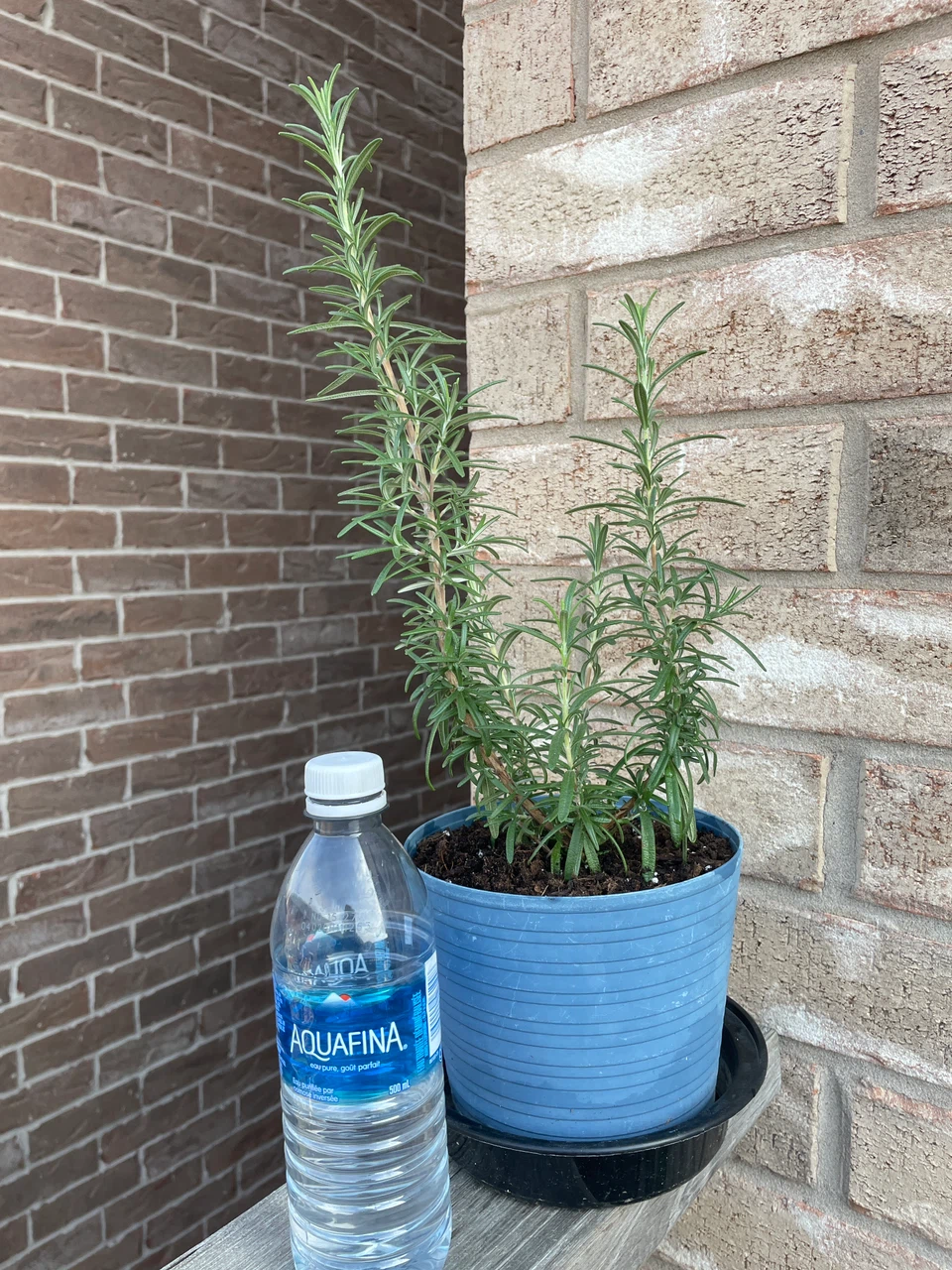 Potted Rosemary Herb Plant - photo 3