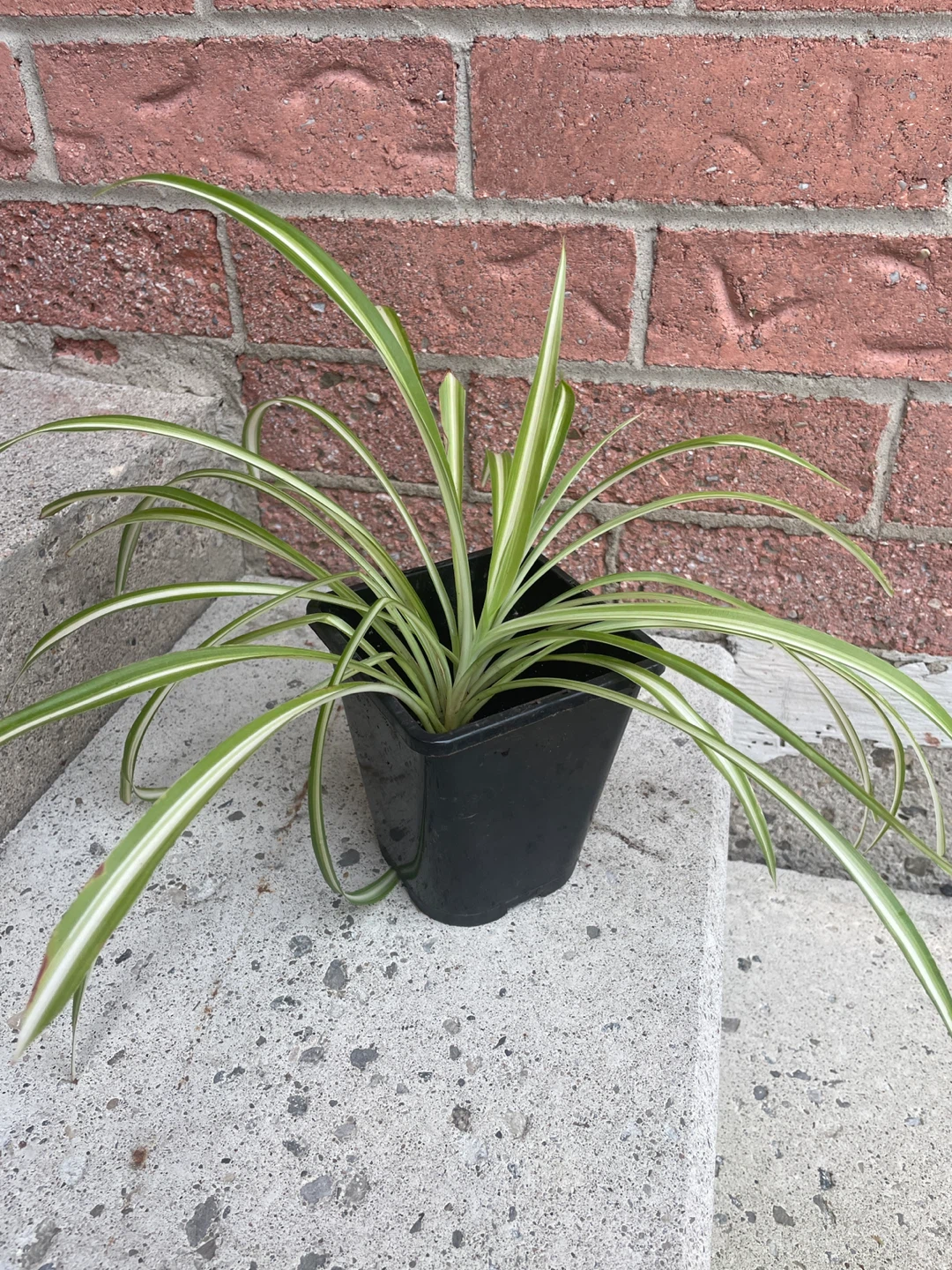 Variegated Spider Plant