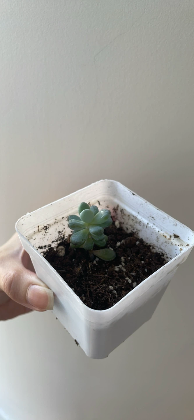 Mini Moonstone Succulent - photo 2