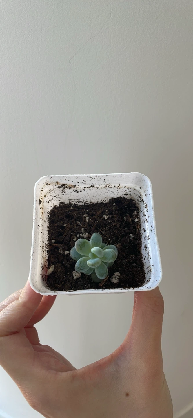 Mini Moonstone Succulent