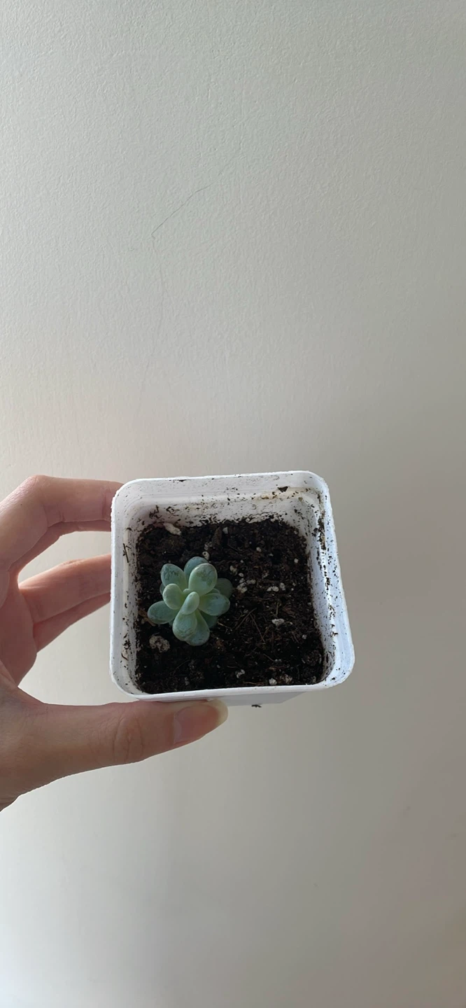 Mini Moonstone Succulent - photo 3