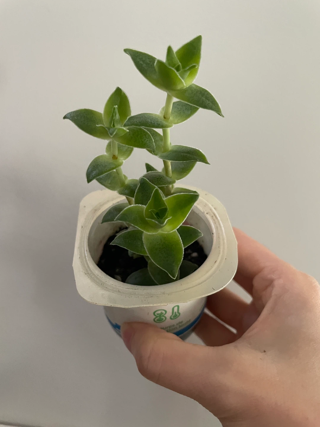 String of buttons