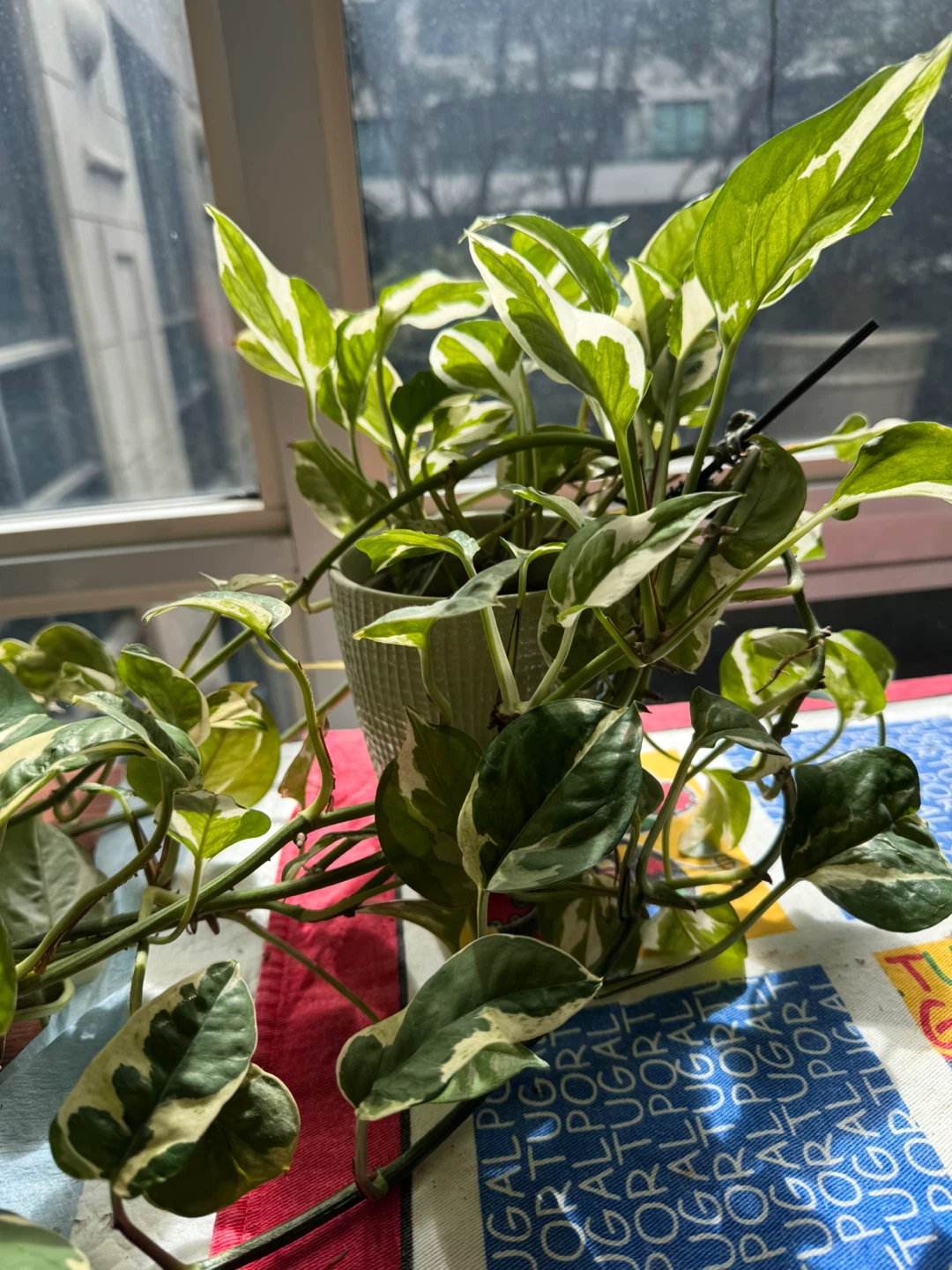 Variegated Pothos N'Joy Houseplant