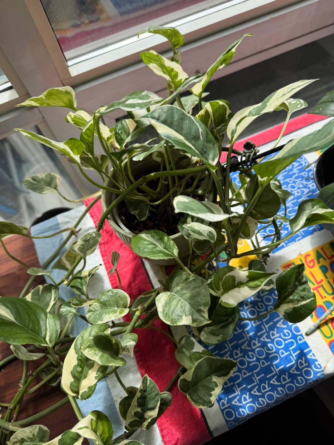 Variegated Pothos N'Joy Houseplant - photo 2